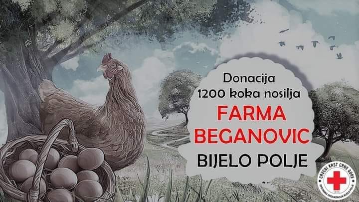 FARMA BEGANOVIĆ DONIRA 1.200 KOKA NOSILJA