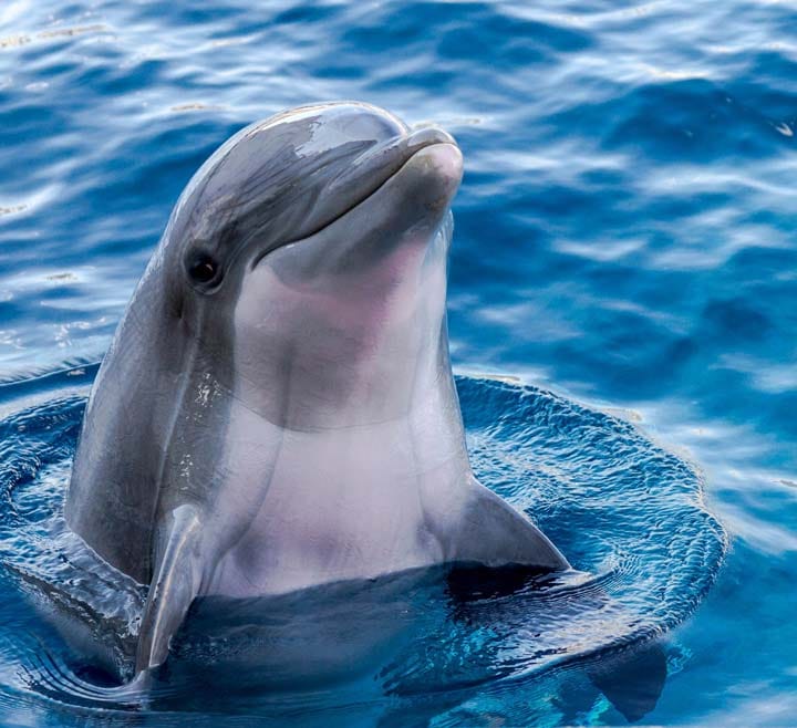 vbp-delfin