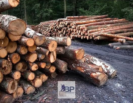 bijelo-polje-šumska-krađa-procesuiran-osumnjičeni