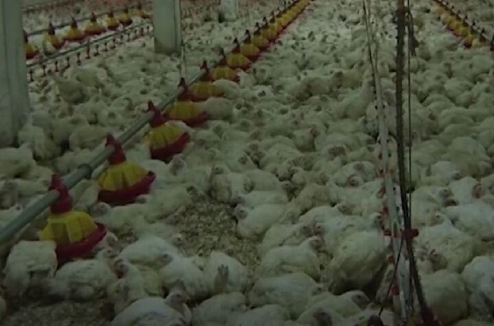 bijelo-polje-bjelopoljci-kokoške-jaja-strah