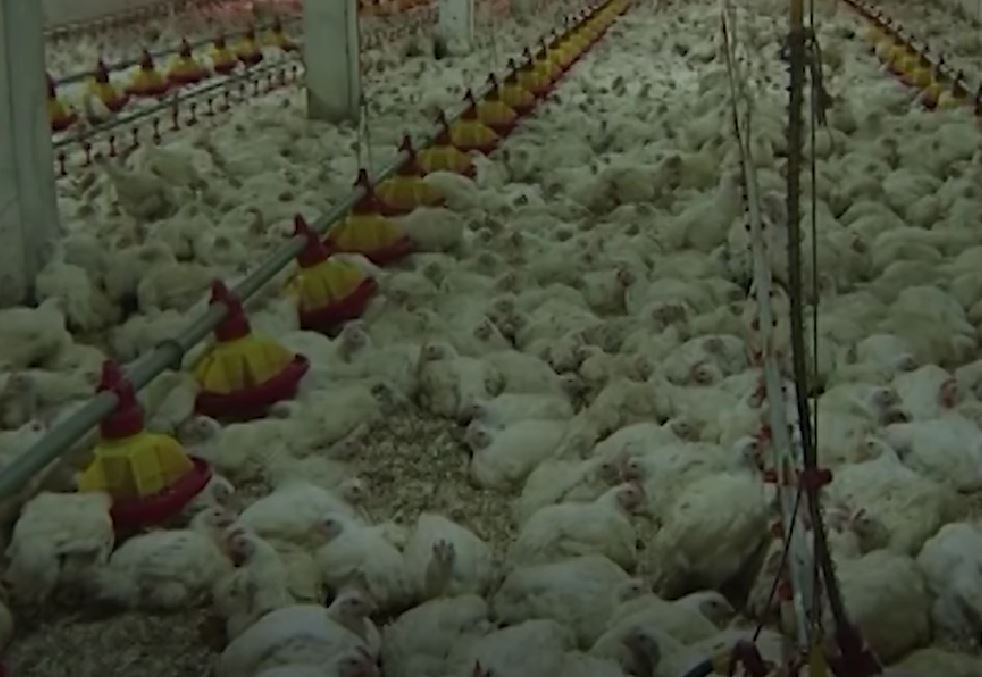 bijelo-polje-bjelopoljci-kokoške-jaja-strah