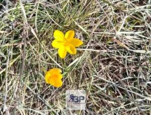 bijelo-polje-lijepo-vrijeme