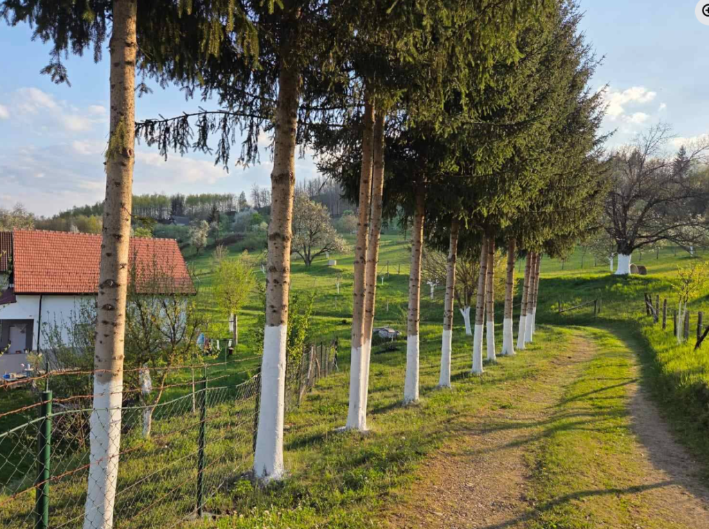 vijesti-bp-bajram-balić