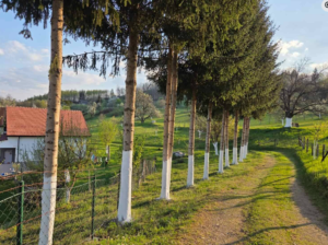 vijesti-bp-bajram-balić