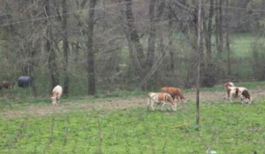 vijesti-bp-leković-pavino-polje