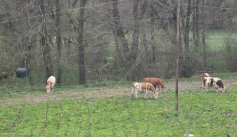 vijesti-bp-leković-pavino-polje