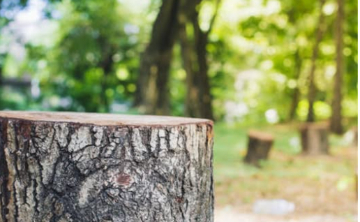 vijesti-bp-šumska-krađa