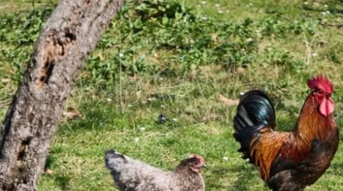 vijesti-bp-ukidaju-se-ugrozena-mjesta-pticijeg-gripa