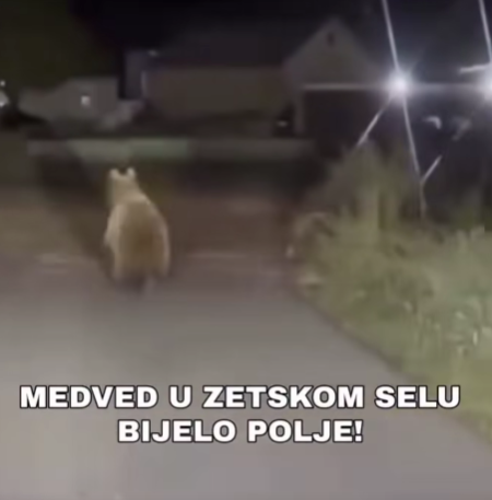 vijesti-bp-medvjed-uzetskom-bijelom-polju